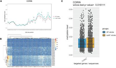 Analyzing Corin–BNP–NEP Protein Pathway Revealing Differential Mechanisms in AF-Related Ischemic Stroke and No AF-Related Ischemic Stroke